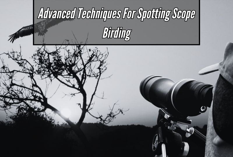 Advanced Techniques for Spotting Scope Birding